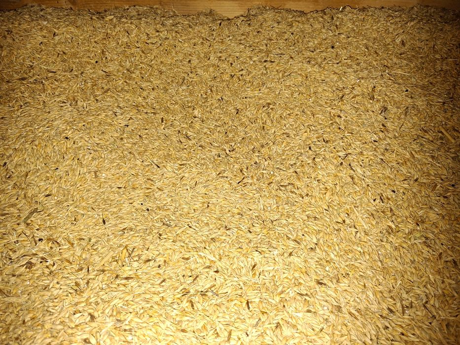 Porumb Grîu,Baloți lucerna de vînzare