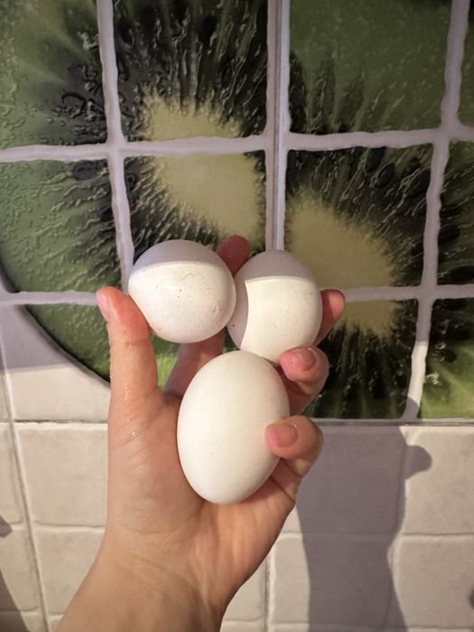 Куры несушки  на яйца