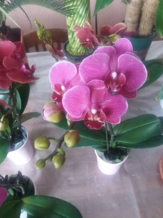 Продам комнатные цветы Архидея