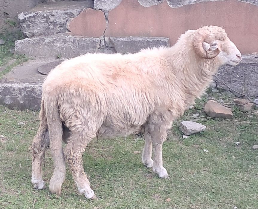 Vand berbec de doi ani