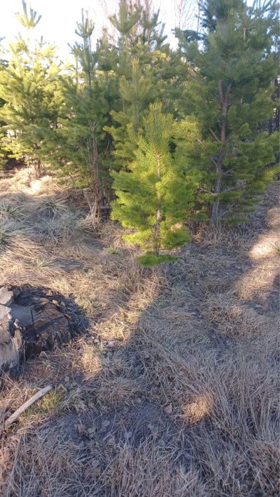 Сосна обыкновенная