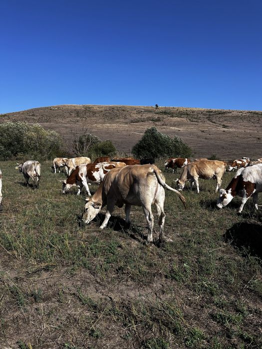 Vând efectiv 44 vaci (30 cu viței) – Județul Bacău – Se vinde doar tot lotul!