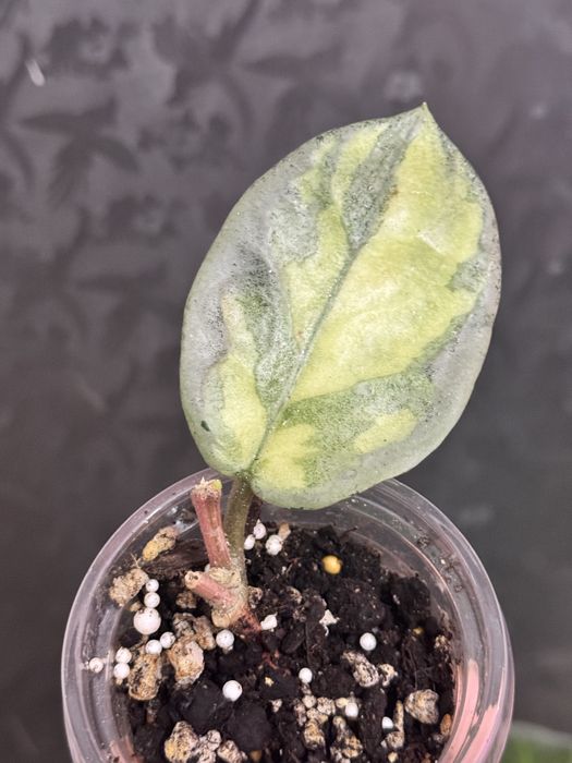 Хойя принцесса Аргентия