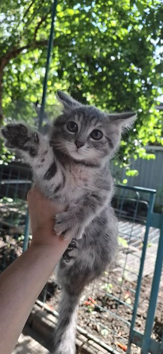 Ласковые котята, в добрые руки