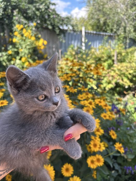 Отдам котёнка в добрые руки