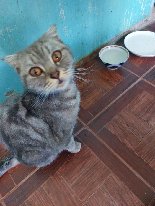 Кошечка нуждается в хозяине