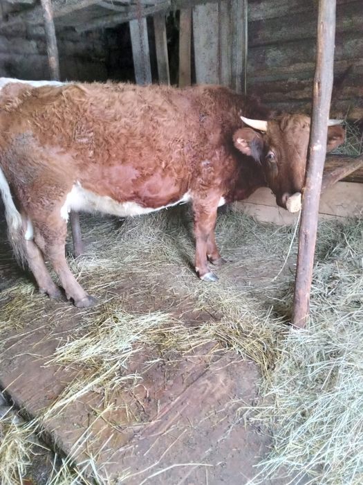 Vand jurinca gestanta 9 luni