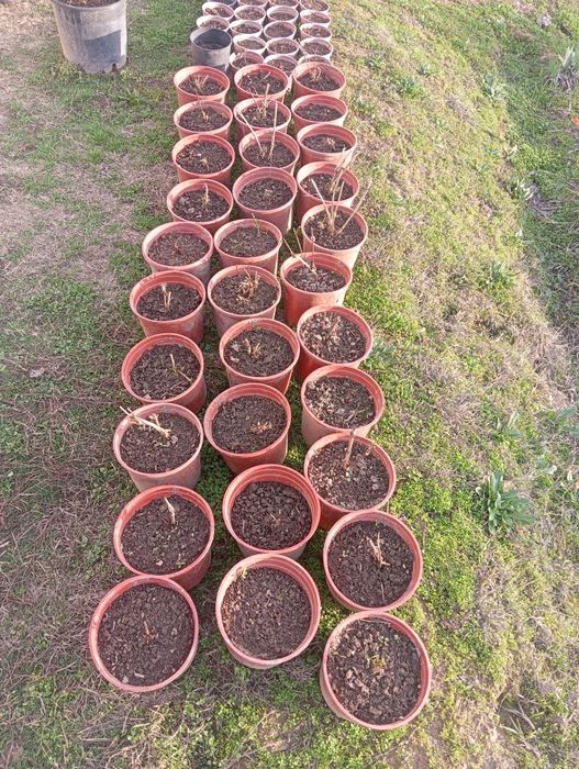 Продаются цветы клематис