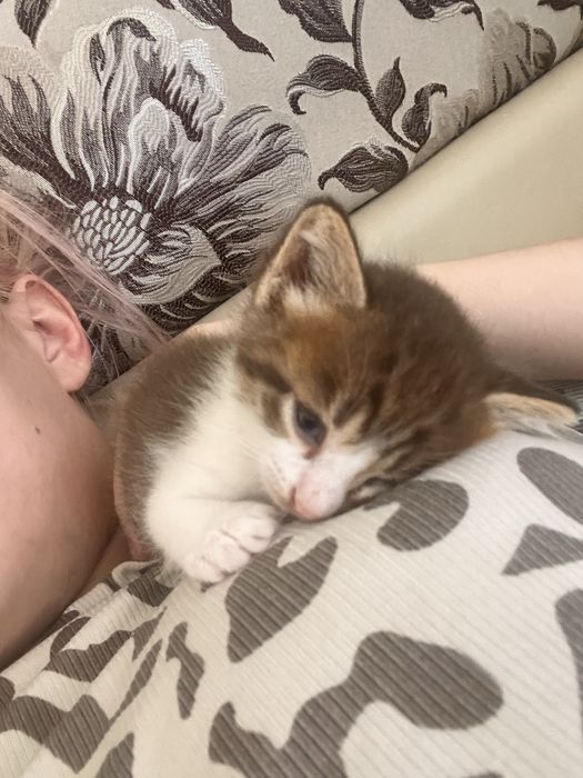 Котенок в добрые руки пишите на ват сап