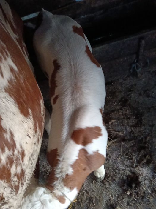 Vând vițel bălțat românesc
