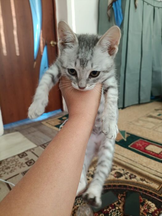 Котенок СРОЧНО отдам