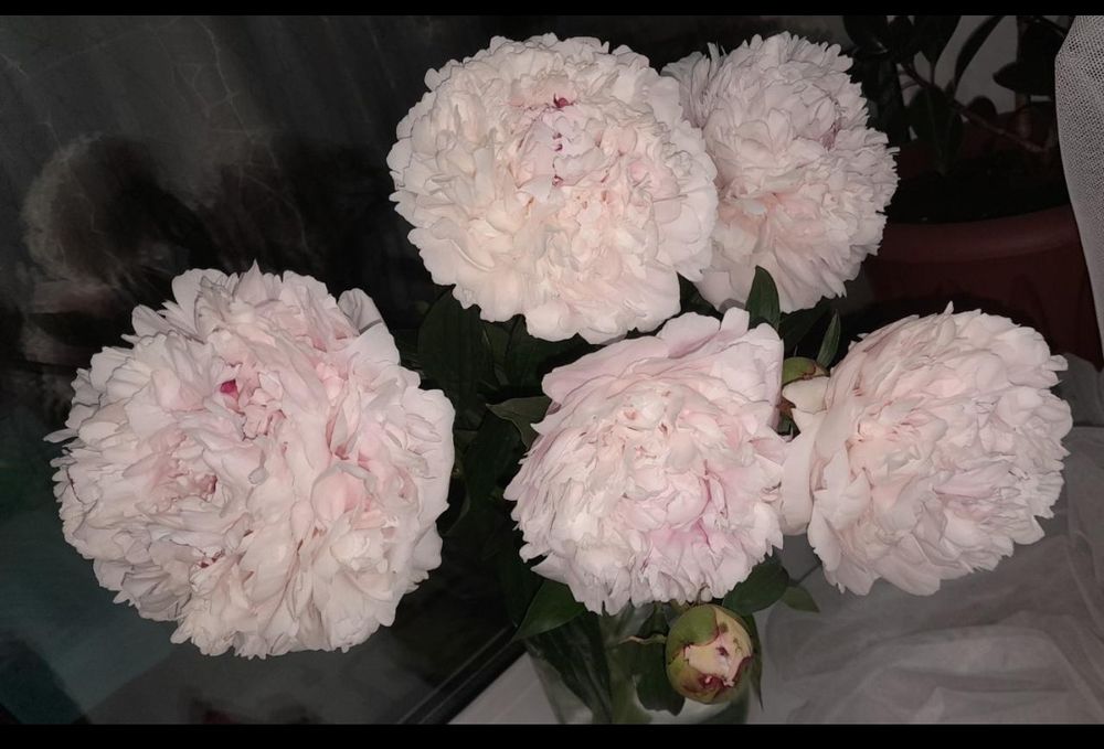 Пионы пион букеты пионов