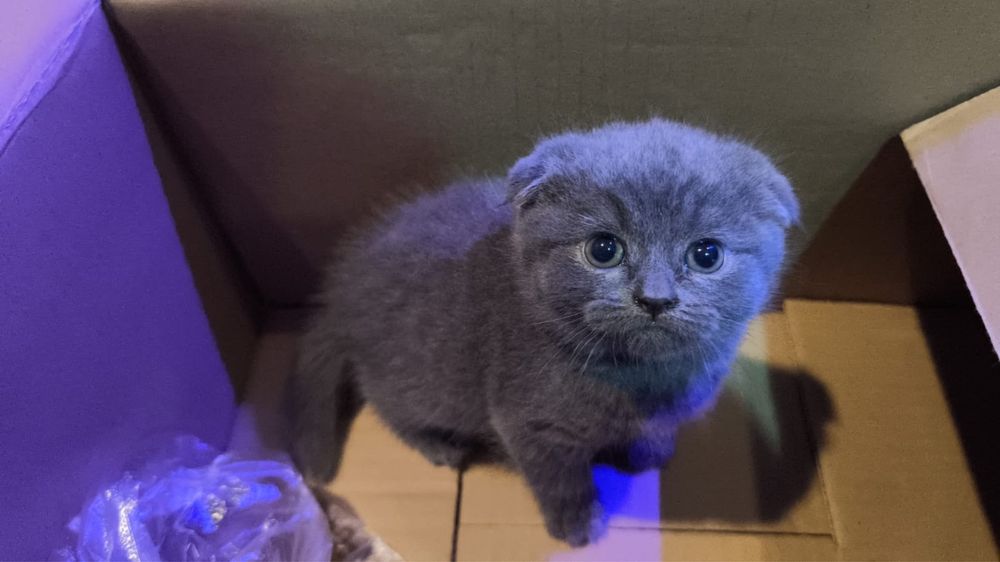 Продам котенка шотландский   вислоух