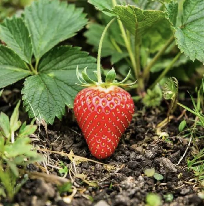 Рассада клубники