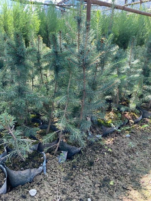 Голубой ель Goluboy yel Amerika Usa optom