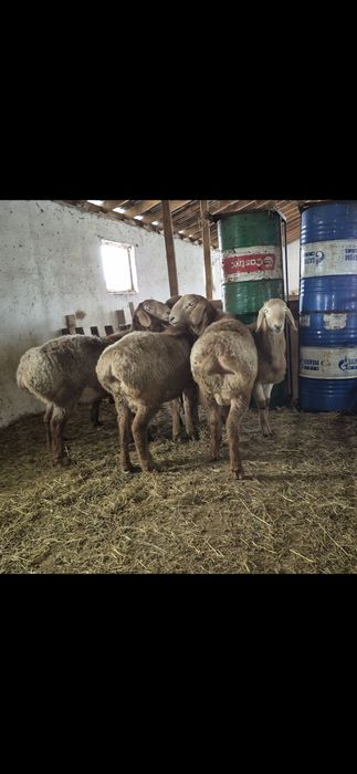 Арашан қошқарлар - Арашан кочкары