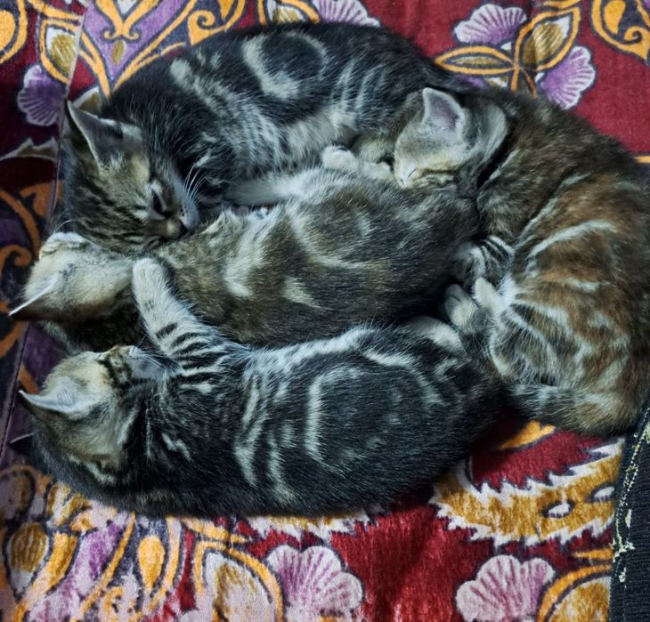 Мушук боллари 1ярим ойлик