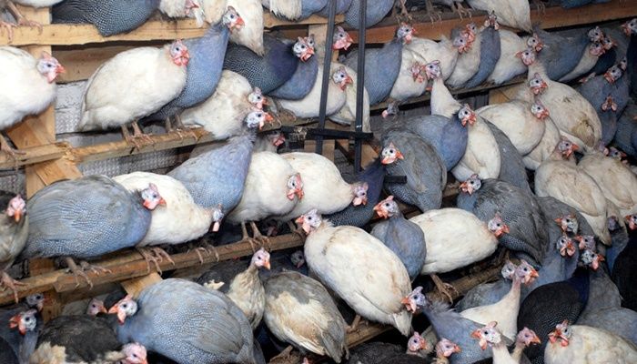 Продам цесарят возраст неделя