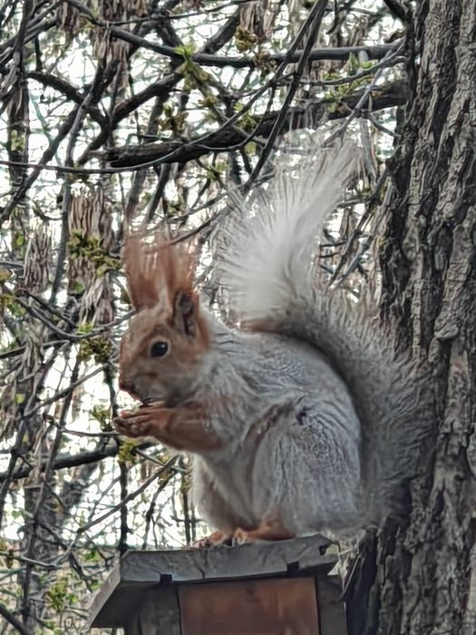 Продам Oppo find x6 pro