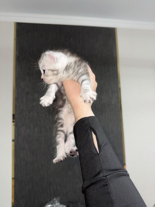 Кошки британец+шотлондец