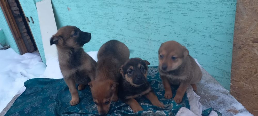 Щенки в добрые руки