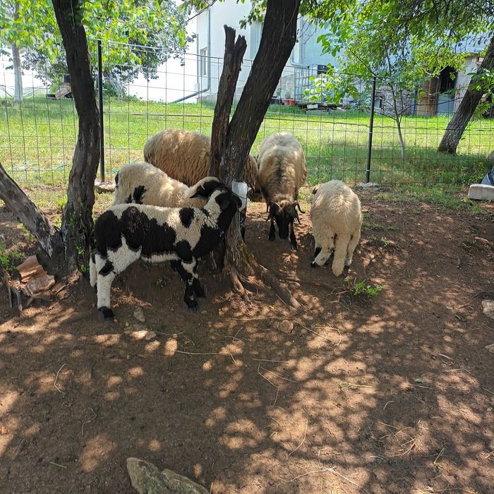 Vând 3 oi și 3 berbecuți.