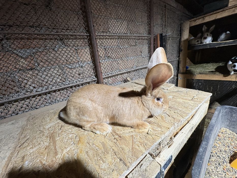 De vanzare urias german negru gri grifier galben chincila  pui si matu