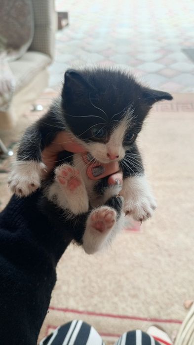 Котята отдам бесплатно! В хорошие руки