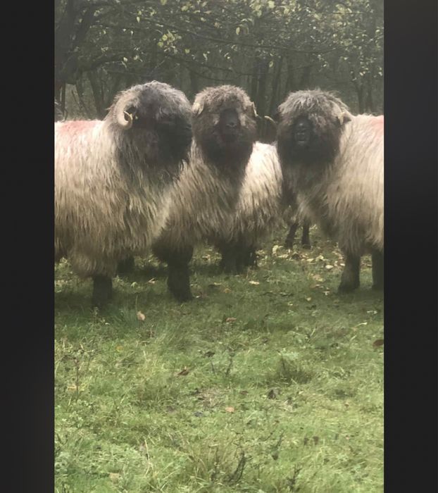 Vand  20 oii  si 4 berbecuti !