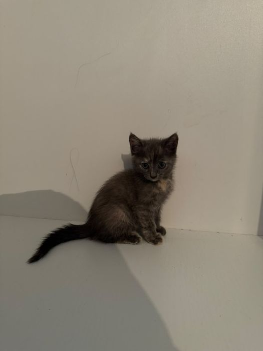 Отдам кошку с котенком