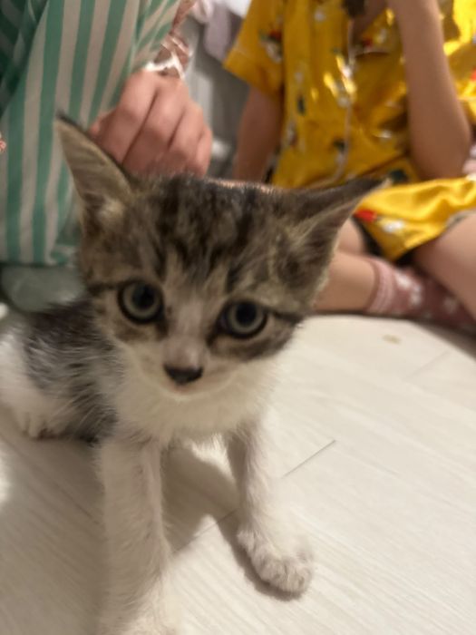Котенок  бесплатно