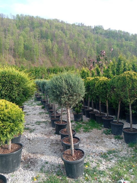 Globulari tuia leilandi