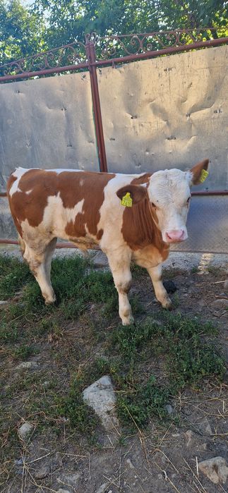 Vând vițel rasă Bălțată Românească, în vârstă de 2 luni și jumătate.