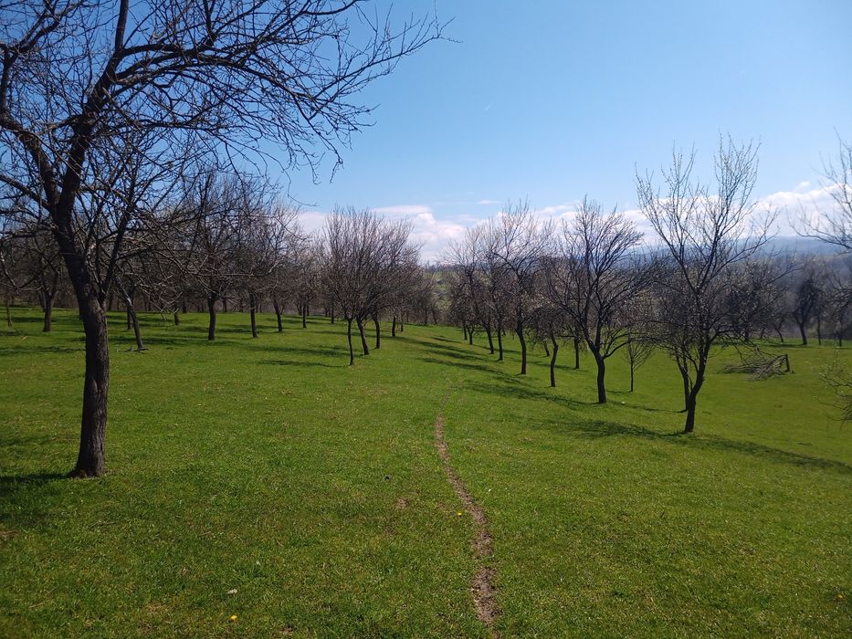 Livadă de pruni in munții Poiana Rusca/ Pietroasa/Fărășești/Timiș