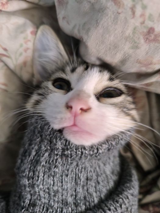 Отдам котеночка в добрые руки