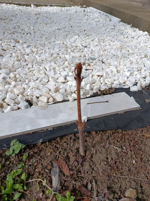 Продам саженцы каштана