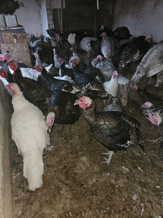 Үндік Түйе тауық етке