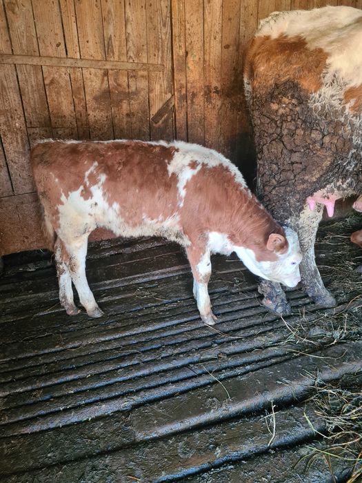 Vand 2 vitele baltate