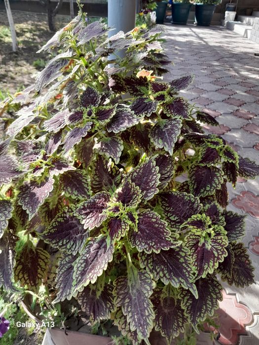 Продам цветы очень красивые
