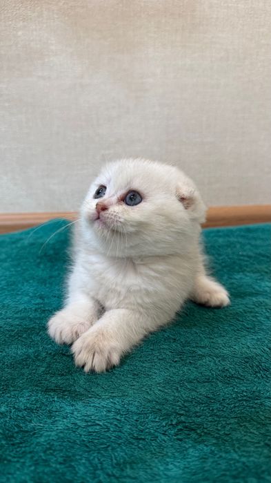 В продажу есть котята,шотландские скоттиш фолд и страйк