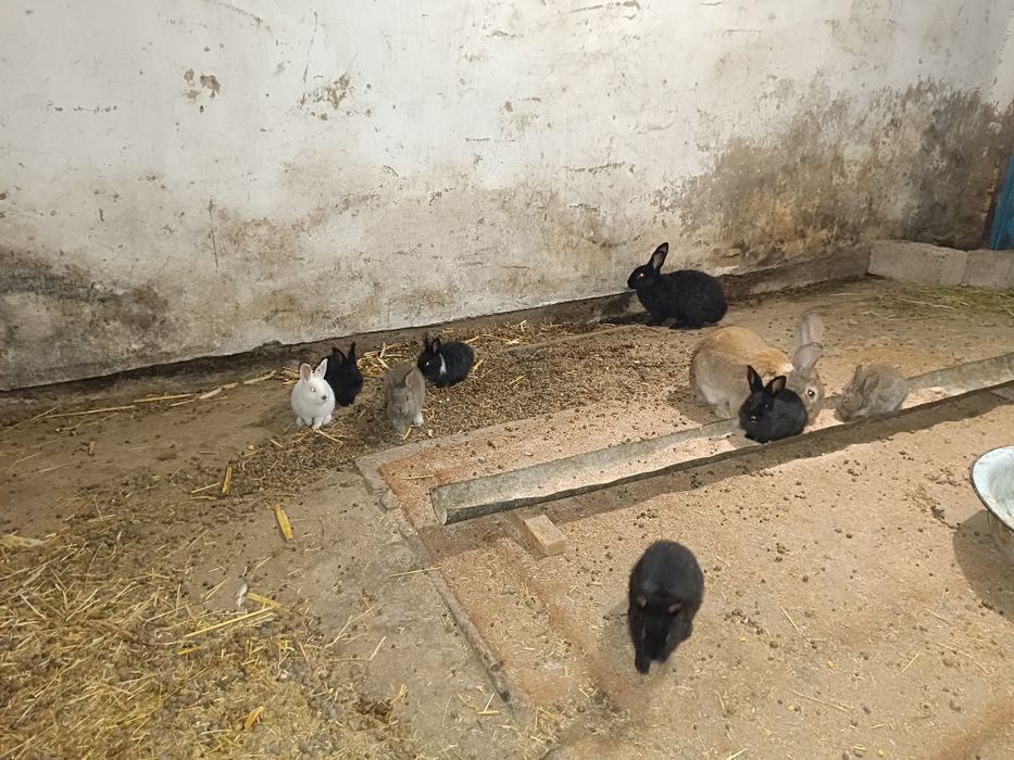 Крольчата на продажу