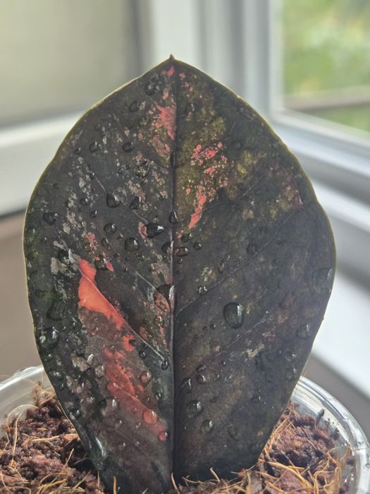 Замиокулькас вариегатный Multicolor Pink Orange Silver