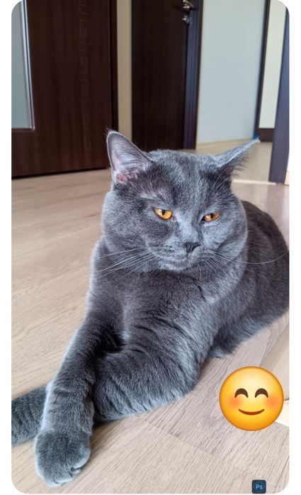 Шотландска клепоуха  госпожица