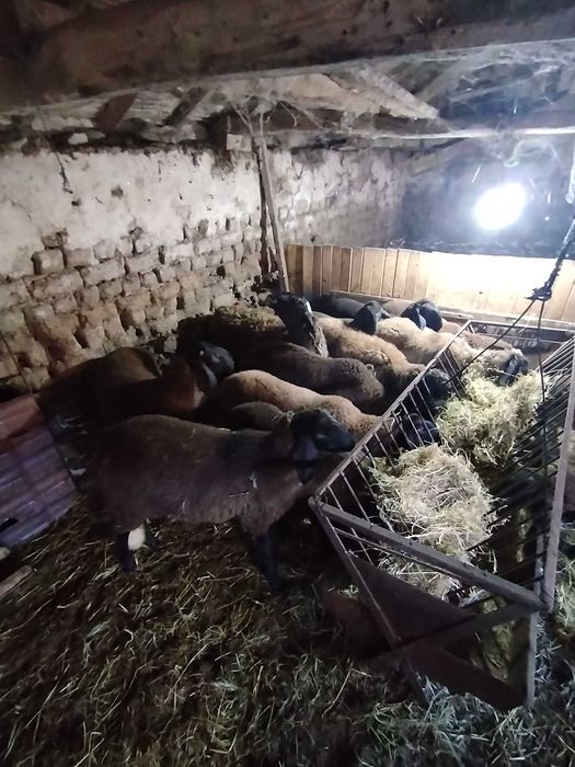 Продажба на шилета
