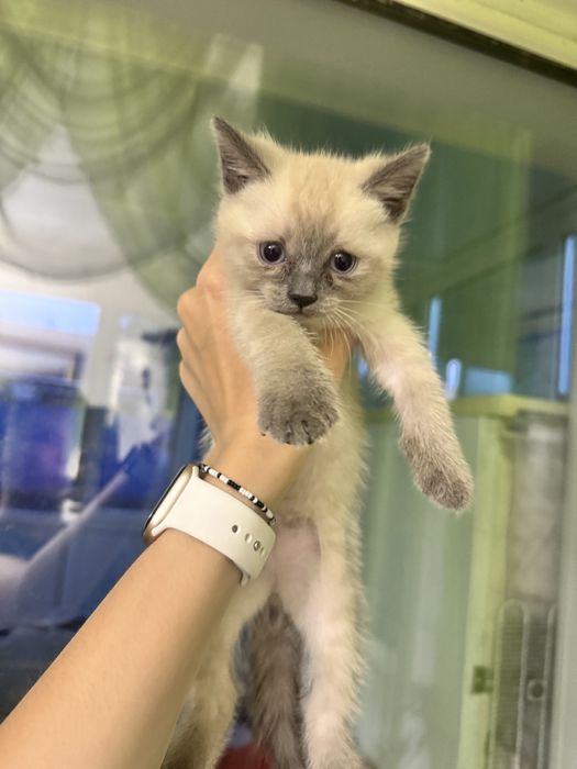 Котята бесплатно