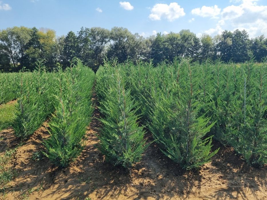 Chiparos Leyland altoit, ideal pentru gard viu dens și cu creștere rap