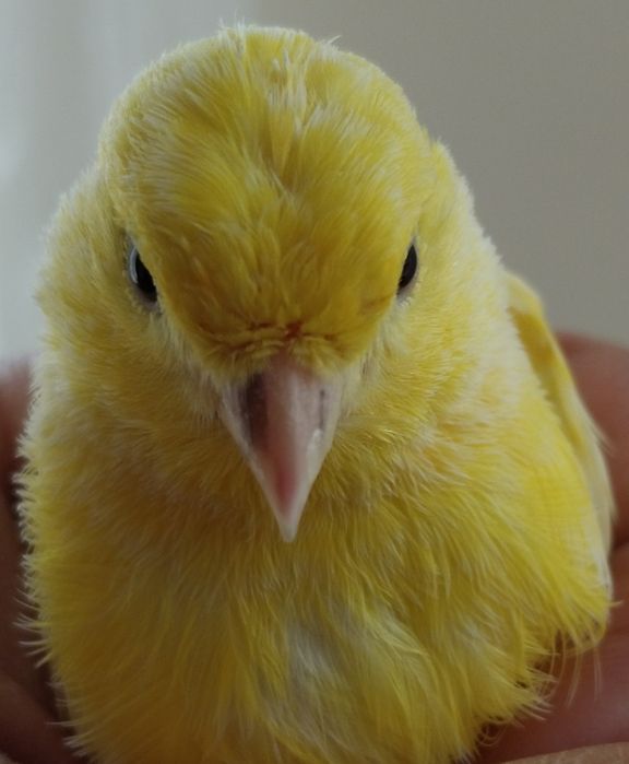 Продаётся Канарейка