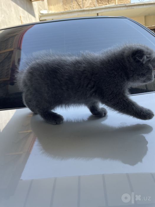 Mushuk Scottish Fold