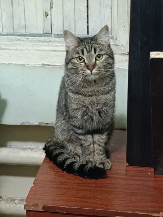 Mushuklar sotiladi yozila