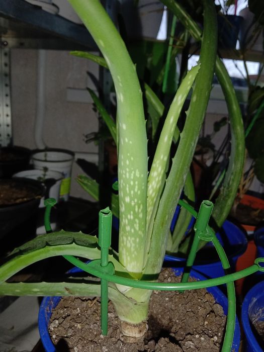 Алоэ Вера в продаже